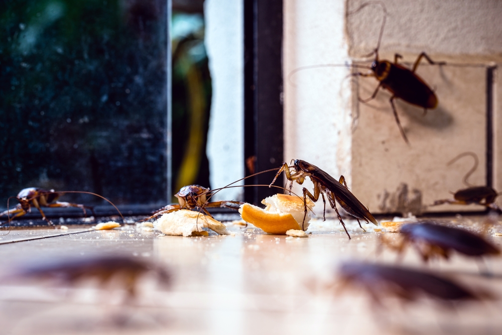 The Importance of Proactive Home Pest Management