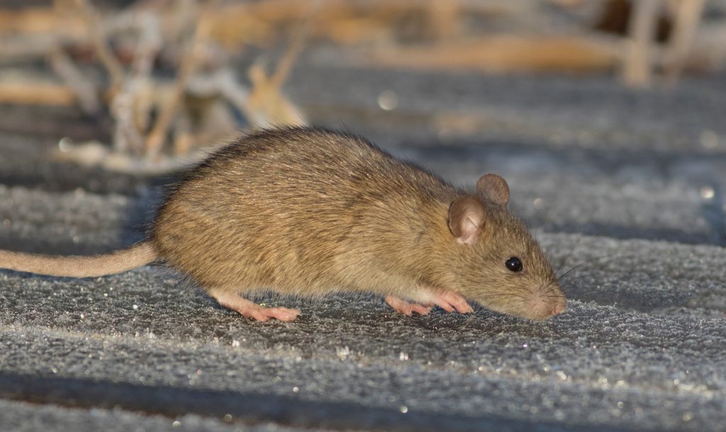 Common Household Pests