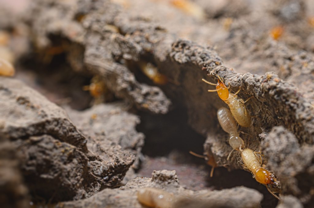Identifying Signs of a Pest Infestation