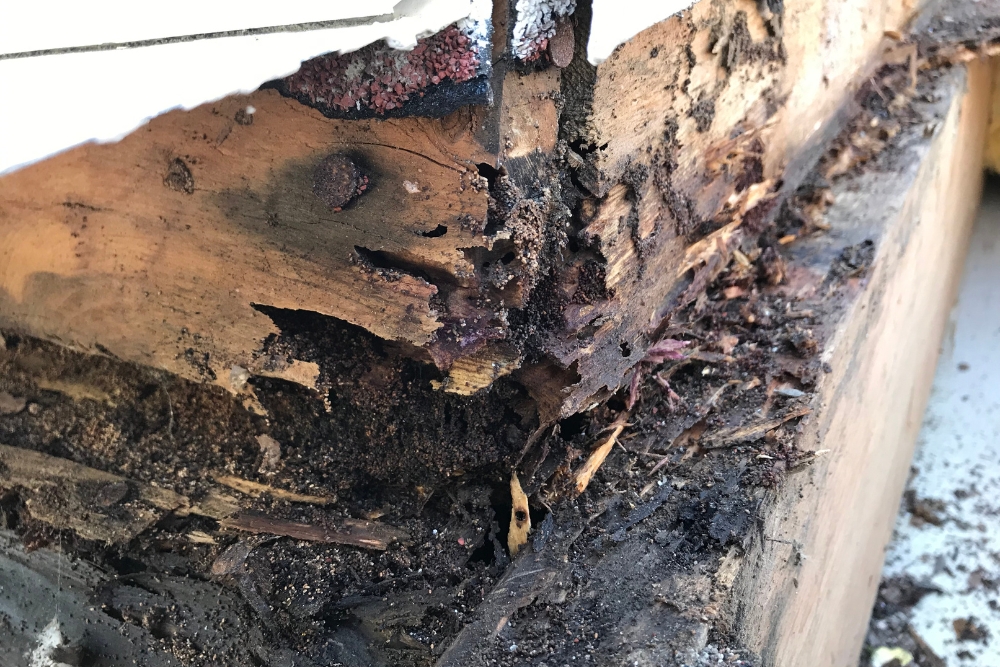 how can you prevent termite infestations in your home