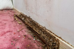 how pest damage affects property value