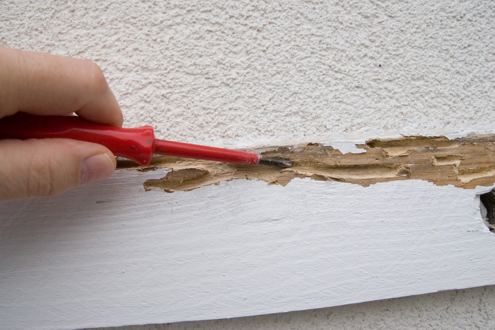 pest damage goes beyond surface appearance