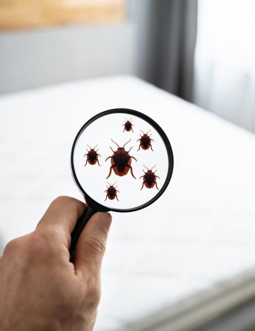 Cockroaches in magnifying glass with a white bed background